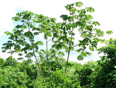 Cecropia peltata Trumpet Tree, Snakewood, Congo pump, Wild pawpaw, Pop-a-gun